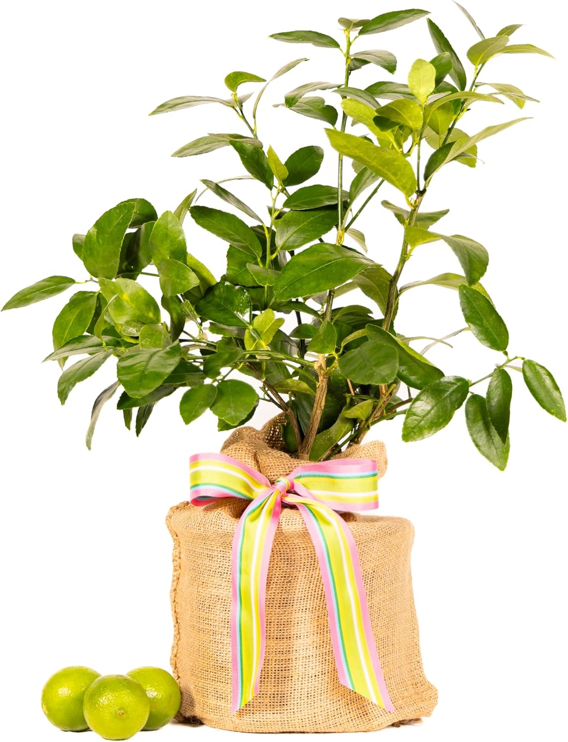 Birthday Persian Lime Tree Gift, Dwarf Citrus Tree, Easy to Grow, Indoor/Outdoor, Unique Birthday Gift for Home Gardeners, by The Magnolia Company, Can't Ship to CA, AL, AZ, LA, TX
