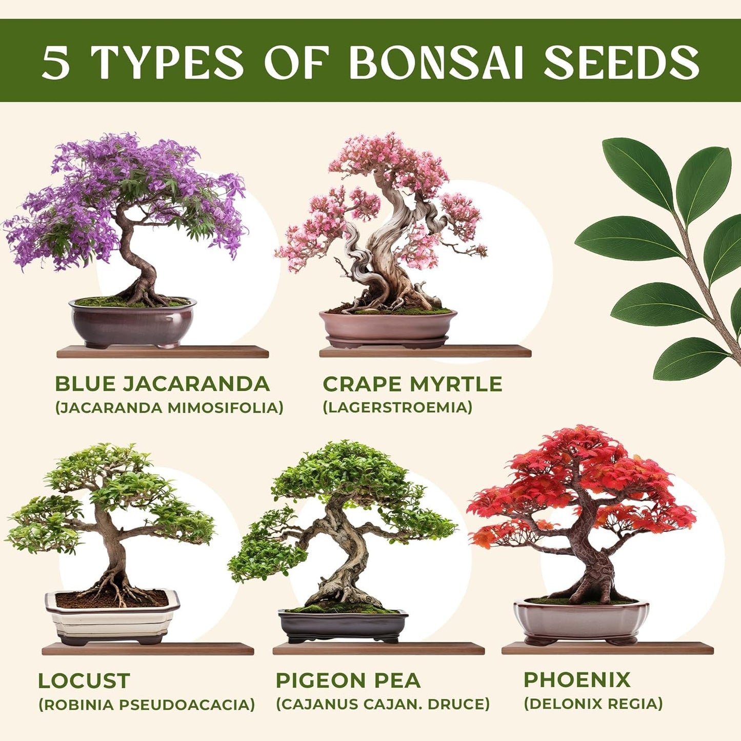 Bonsai Tree Kit for Beginners – 5X Unique Japanese Bonzai Trees | Complete Indoor Starter Kit for Growing Bonsai Plants with Tools & Planters – Gardening Gifts for Women & Men