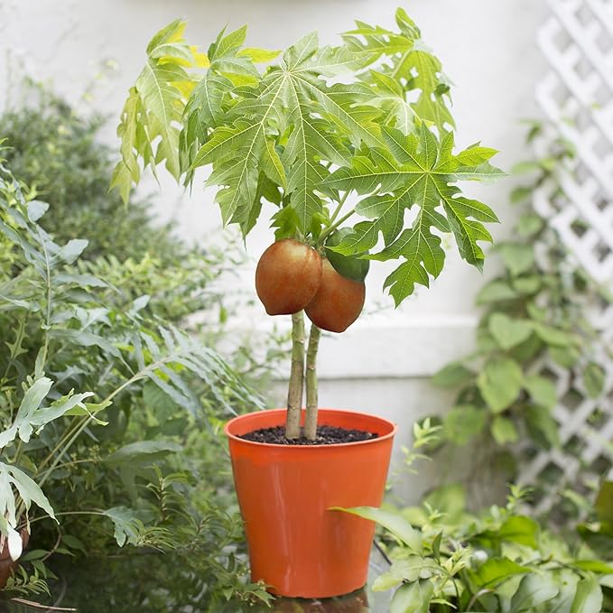 Papaya Plant Potting Soil - Enhance Fruiting and Health with Professional Grade Nutrient-Rich Mix - 3 Quart