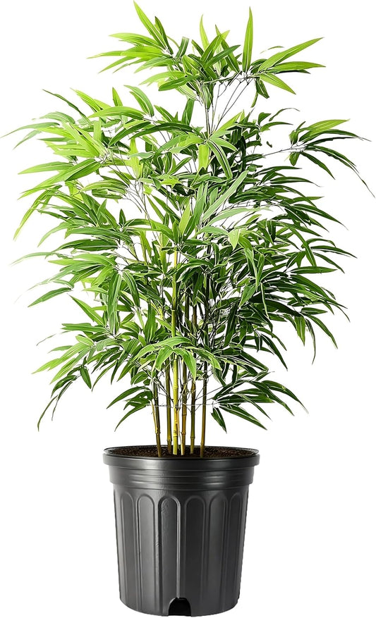 Green Hedge Bamboo | 2 Extra Large 3 Gallon Plants | Bambusa multiplex | Fast Growing Privacy Screen | Clumping Bamboo for Landscapes Gardens Walkways Accent Foundation Beds Decorative Garden