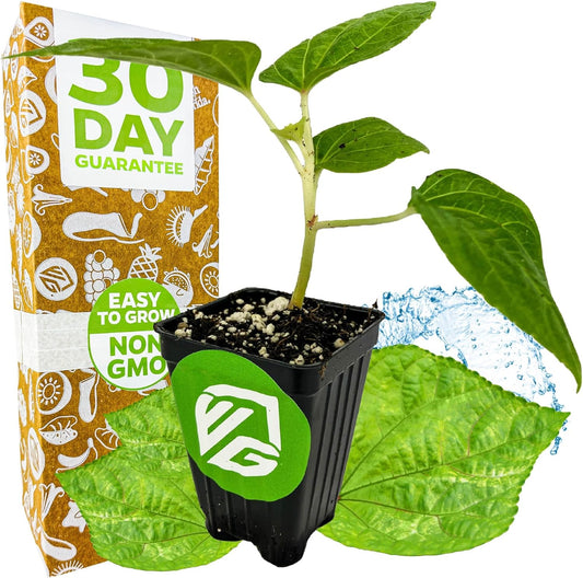 Kiko's Crump South Sea Salad Tree (BeLe Tree) Live Plant - Abelmoschus manihot - Wellspring Gardens Salad Tree Starter Plant - Live Vegetable Plant - Easy to Grow - Ideal for Outdoor & Indoor Planting