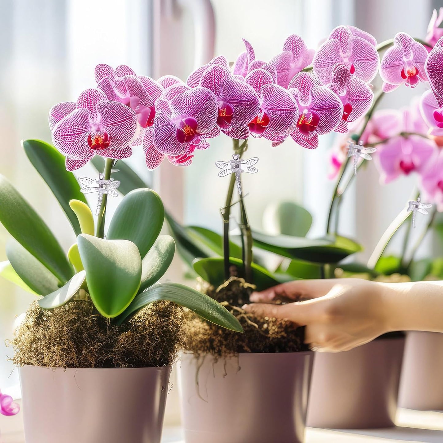 Wenqik 100 Pcs Orchid Clips Dragonfly Plant Clips for Plants Support, Portable Plastic Clear Garden Plant Support Clips Vine Clips for Orchid Climbing Plants