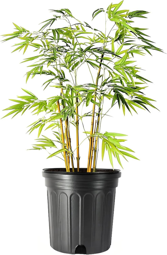 Bamboo Golden Goddess | 3 Large Gallon Size Plant | Bambusa multiplex | Fast Growing Clumping Bamboo | Privacy Hedge Windbreak Landscapes Borders Beds Decorative Accent Outdoor Screening Garden Zone