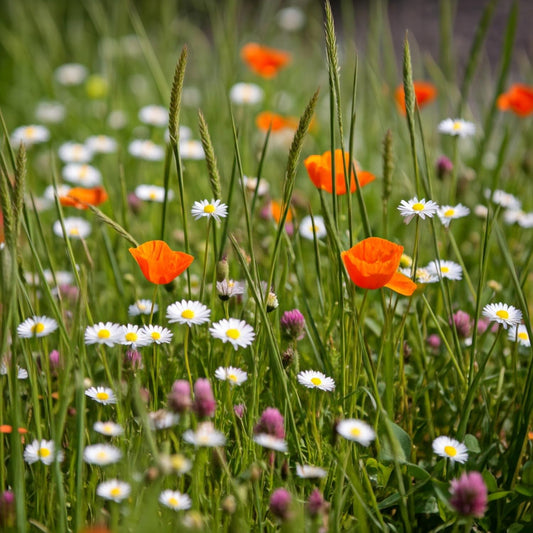 Ferry-Morse Flowering Grass Alternative Mix Bulk Wildflower Seeds, 1lb