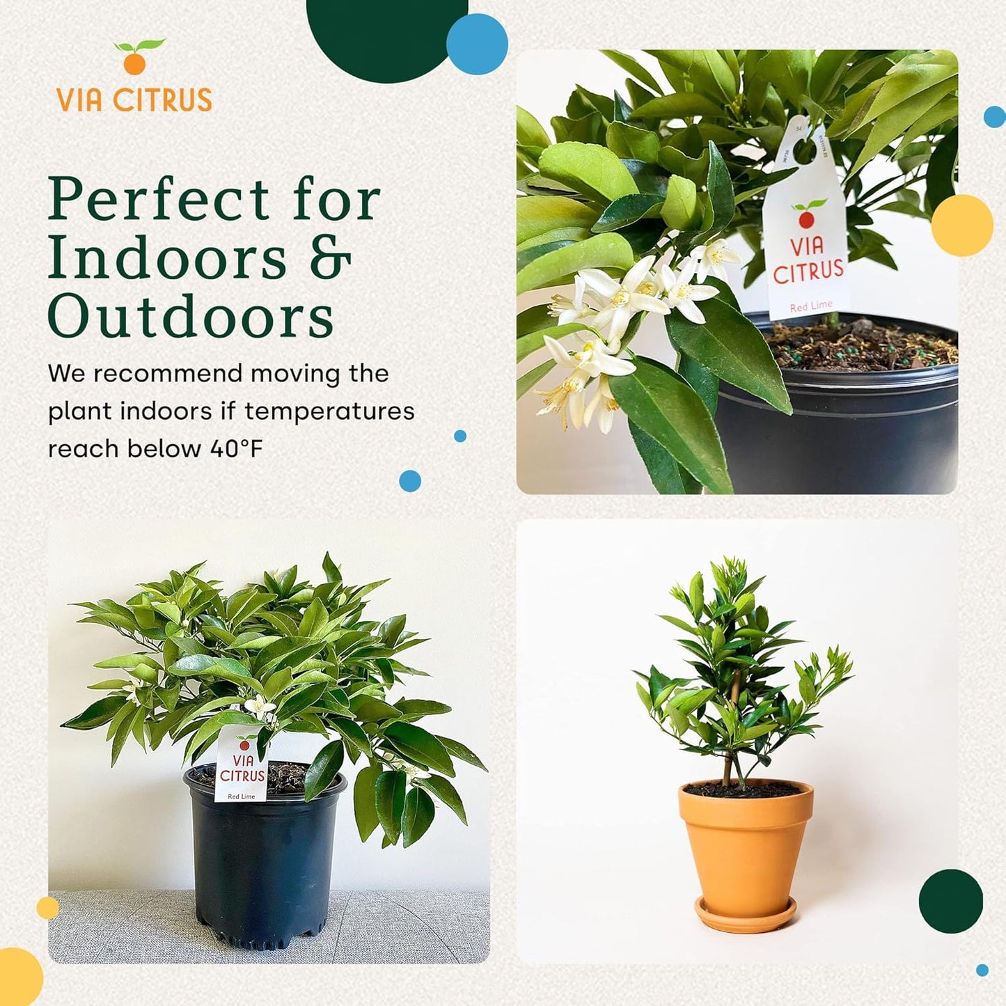 Red Lime Live Fruit Trees 8-12" Tall - Easy Indoor Plants Live Houseplants, No Shipping to CA, AZ,TX,LA - Outdoor Fruit Plants, Easy House Plant, Houseplant for Patio & Outdoor Planting by Via Citrus