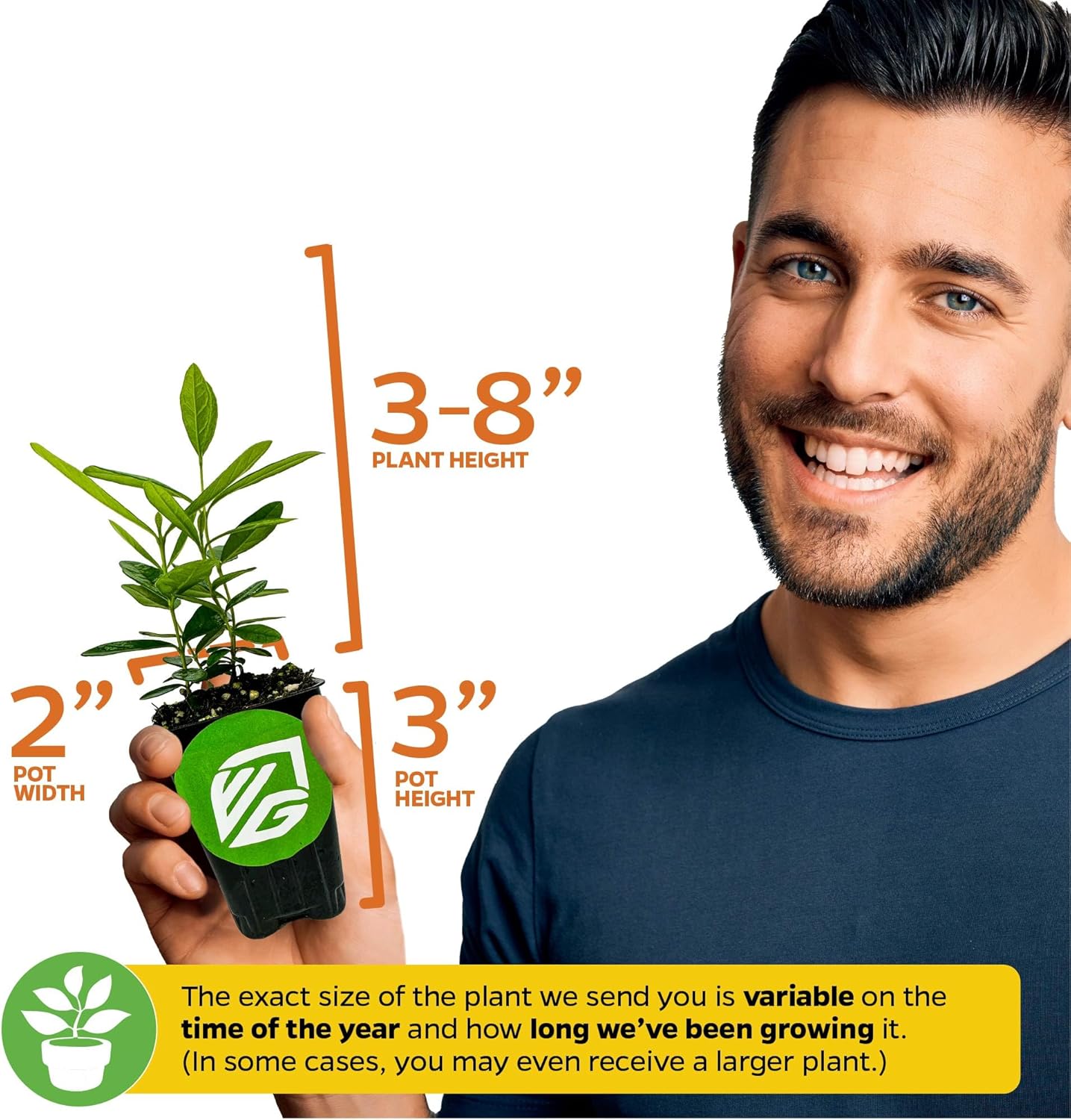 Night Blooming Jasmine Live Plant - Cestrum nocturnum - Wellspring Gardens Starter Plant