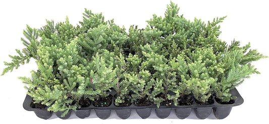 San Jose Juniper | 30 Live Plants | Juniperus Chinensis | Bonsai Drought Tolerant Cold Hardy Evergreen Groundcover