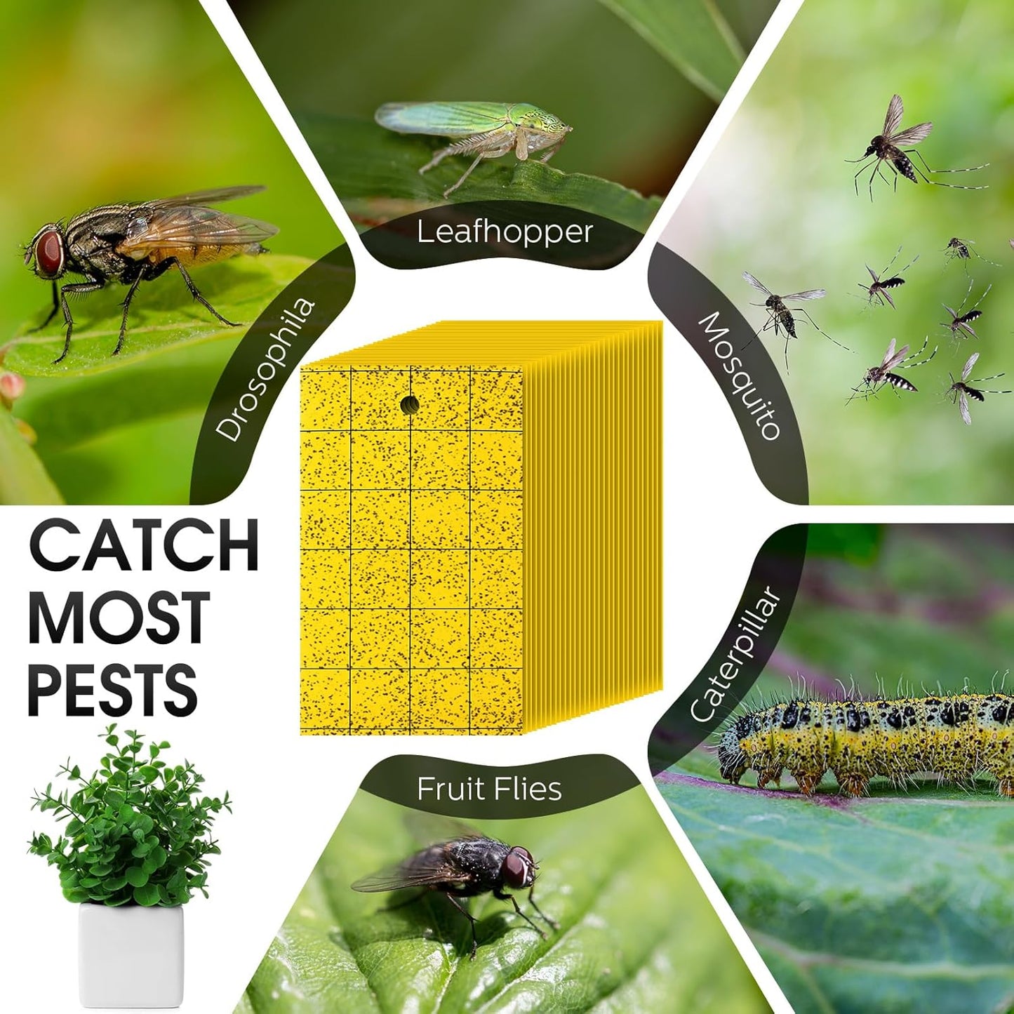 Qualirey 150 Pcs Yellow Sticky Trap for Gnats 3 x 5'' Dual Side Sticky Fruit Fly Trap with Tie Plant Sticky Trap for Flying Insect Fungus Bugs Flying Sticky Trap Sticky for Indoor Outdoor