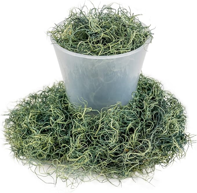 Premium Spanish Moss in Basil| Natural Preserved - Great Ground Cover - Filler for Potted Plants - by GARDENERA - 4 Quart Bag