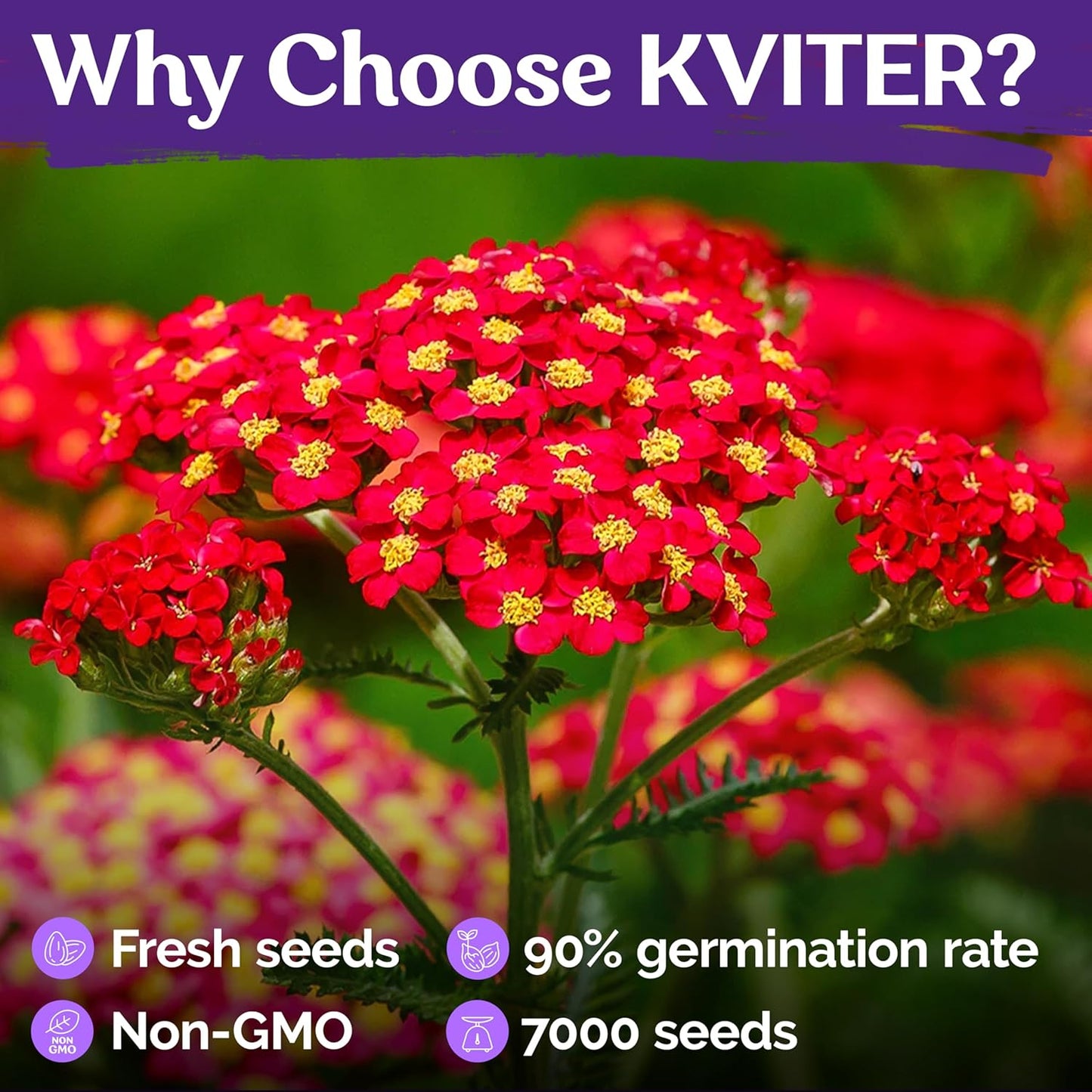 KVITER 7000 Red Yarrow Seeds (Achillea Millefolium Rubra) — Perennial Flower Seeds to Plant Outside, Heirloom & Organic — Native Wildflower Seed for Herb Garden, Beds, Containers & Meadows