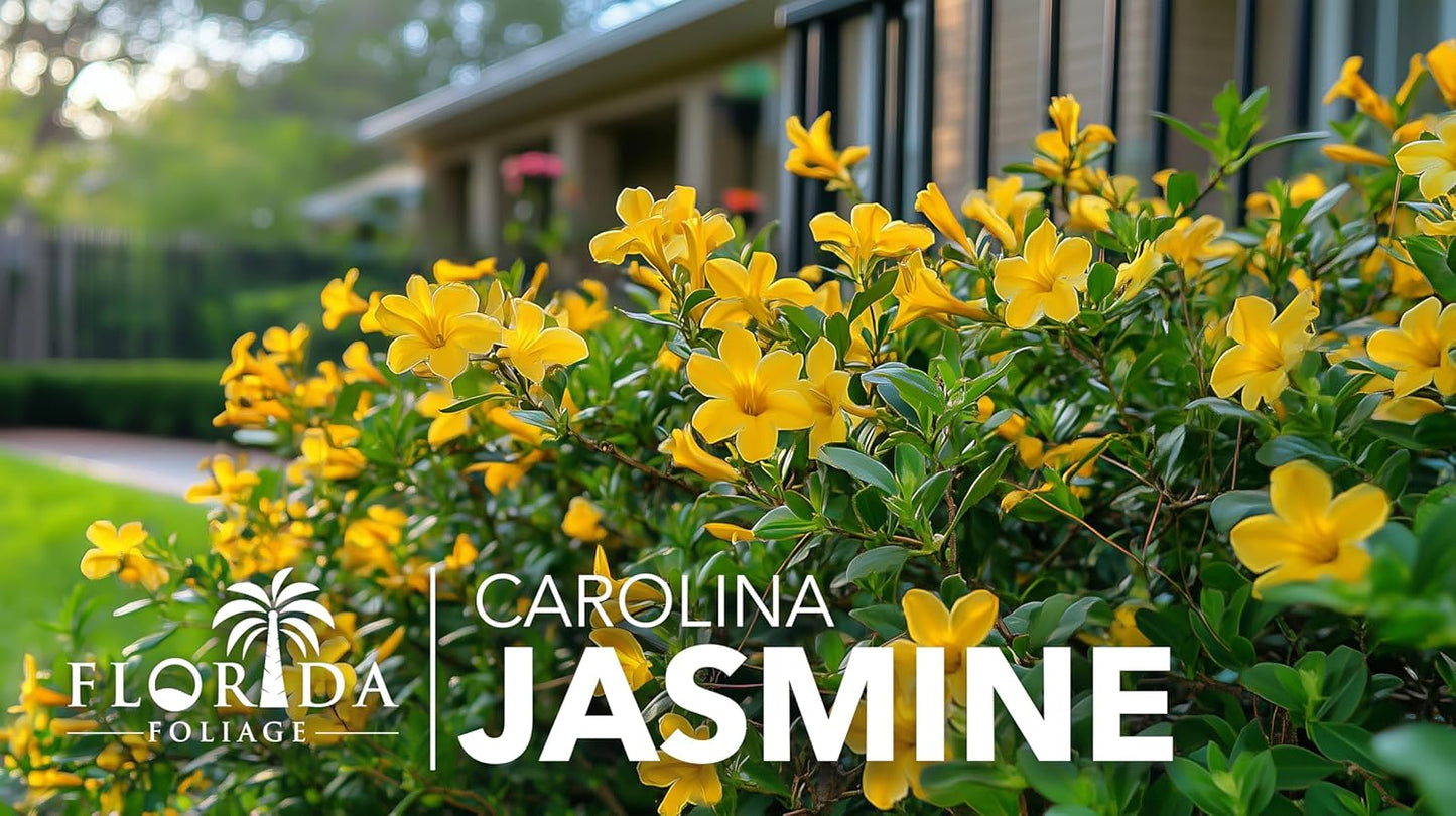 Carolina Jasmine | 50 Live Plants | Gelsemium sempervirens | Fast-Growing Flowering Vine for Trellises & Fences | Climbing Landscape Plants