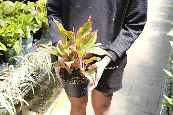 Premium Aglaonema Plant Soil Mix by Gardenera - Stimulate Growth and Elevate Leaf Color with Nourishing Formula - 5 Quart