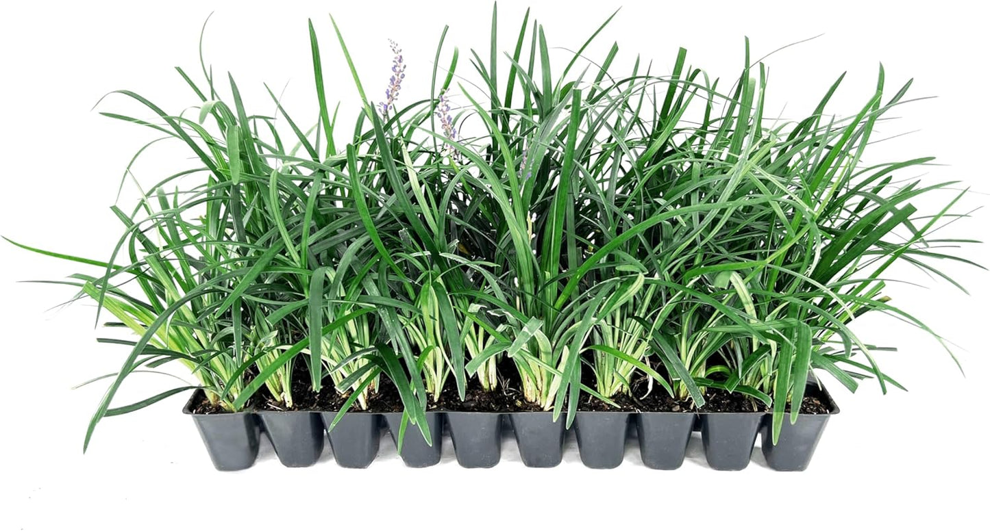 Super Blue | 3 Live Plants | Liriope Muscari | Ground Cover Plant, Ornamental Grass, Drought Tolerant, Low Maintenance, Evergreen Foliage, Purple Flower Spikes, Shade Garden Favorite, Easy to Grow