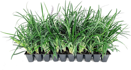 Super Blue | 30 Live Plants | Liriope Muscari | Ground Cover Plant, Ornamental Grass, Drought Tolerant, Low Maintenance, Evergreen Foliage, Purple Flower Spikes, Shade Garden Favorite, Easy to Grow