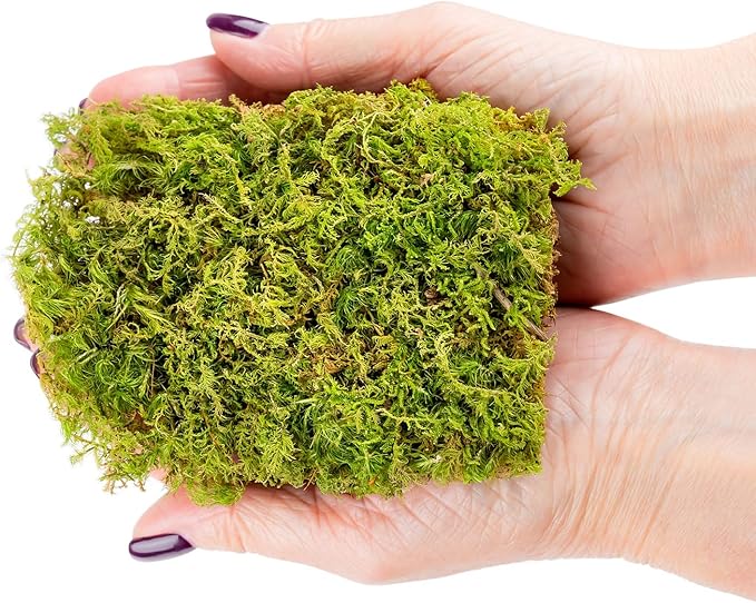 Preserved Sheet Moss in Natural Green | Decorative Real Natural Green DIY Kit Terrariums Gardenning Art Wall Decor Florist Decor Easter Table Decor Wedding - 5 Quart