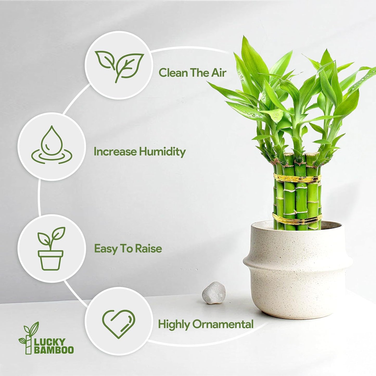 Lucky Bamboo Plants Live Indoor (10 Stalks, 4 Inch) - Fresh House Plants for Office Desk, Home Decor, for Positive Energy, Prosperity & Easy Care