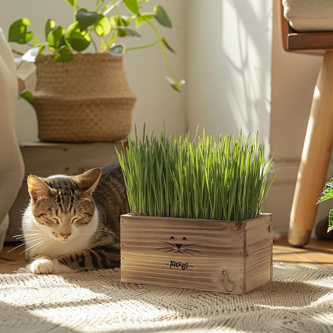 Cat Grass Kit for Indoor Cats – x4 Seed Packets | Cat Grass Seeds with Wooden Planter, Soil & Mini Gardening Tools for Nipping – Pet-Safe Wheatgrass Grass