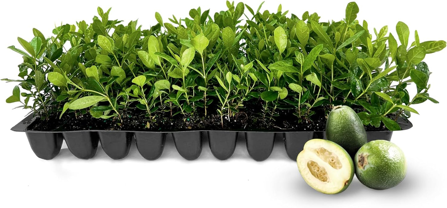Pineapple Guava - 50 Live Plants - Feijoa Sellowiana - Edible Fruit and Flowering Foliage