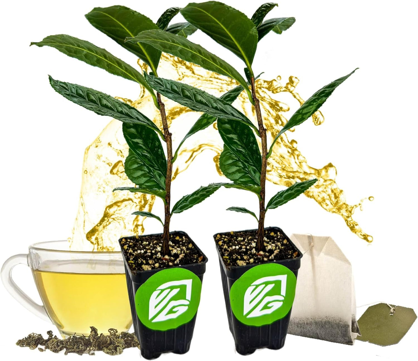 Tea Plant (Green Tea) Live Plant (2-Pack) - Camellia sinensis by Wellspring Gardens Starter Plant for Your Indoor or Outdoor Garden