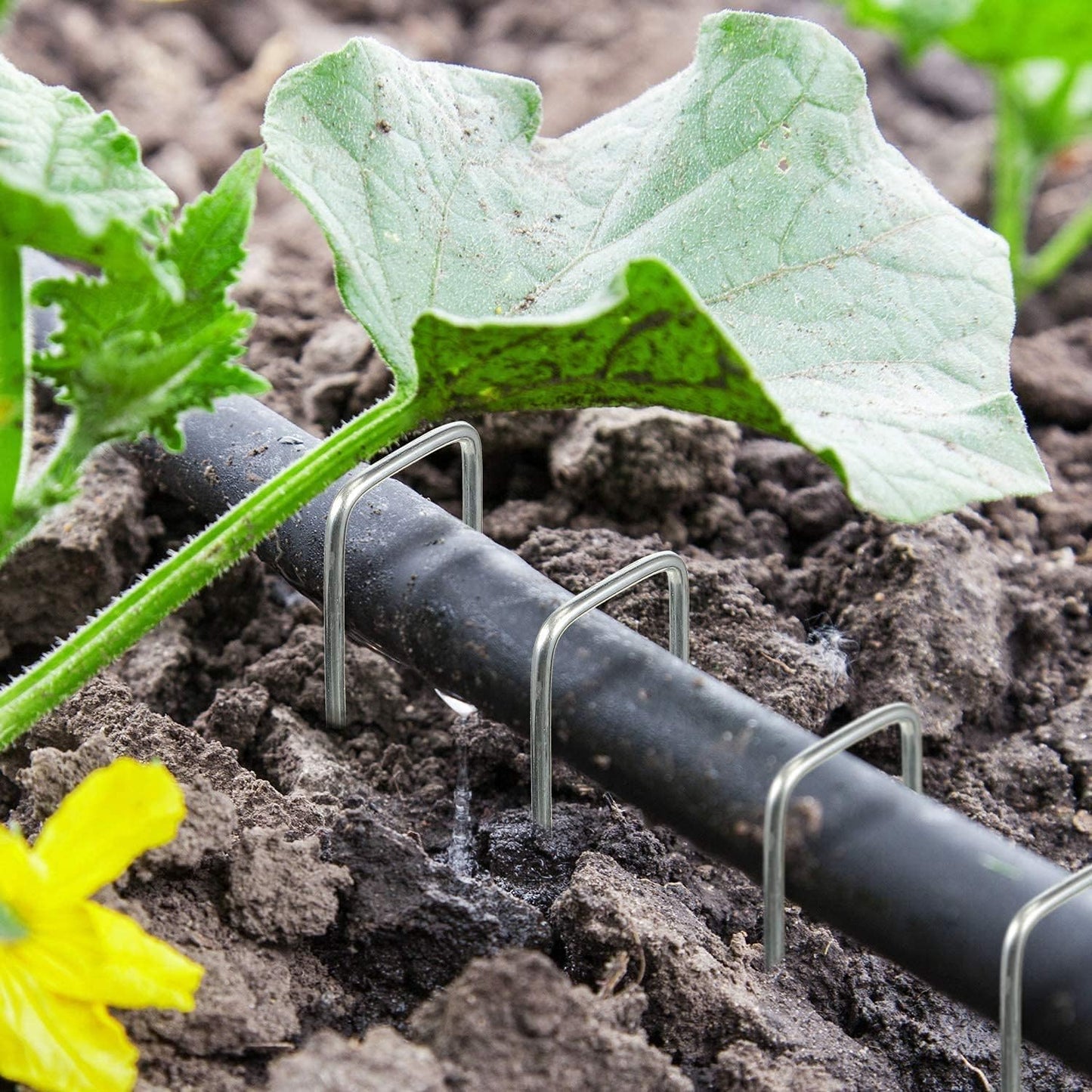 AAGUT 16 Pack Landscape Staples 6 Inch Garden Pins 11 Ga Galvanized Sod Landscaping Pins Heavy Duty Yard Lawn Tent Stakes for Weed Barrier Fabric, Inflatables, Artificial Turf, Irrigation Tubing Hose