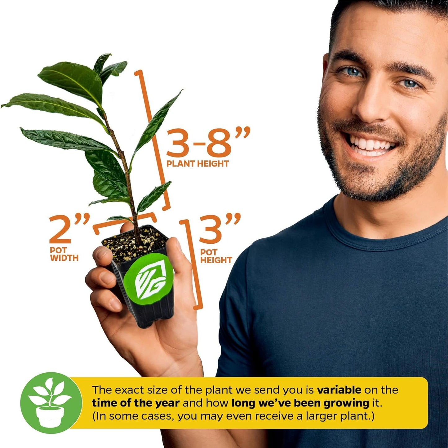 Tea Plant (Green Tea) Live Plant (3-Pack) - Camellia sinensis by Wellspring Gardens Starter Plant for Your Indoor or Outdoor Garden