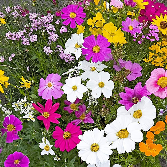 Ferry-Morse Monarch Butterfly Mix Bulk Flower Seeds, 1lb