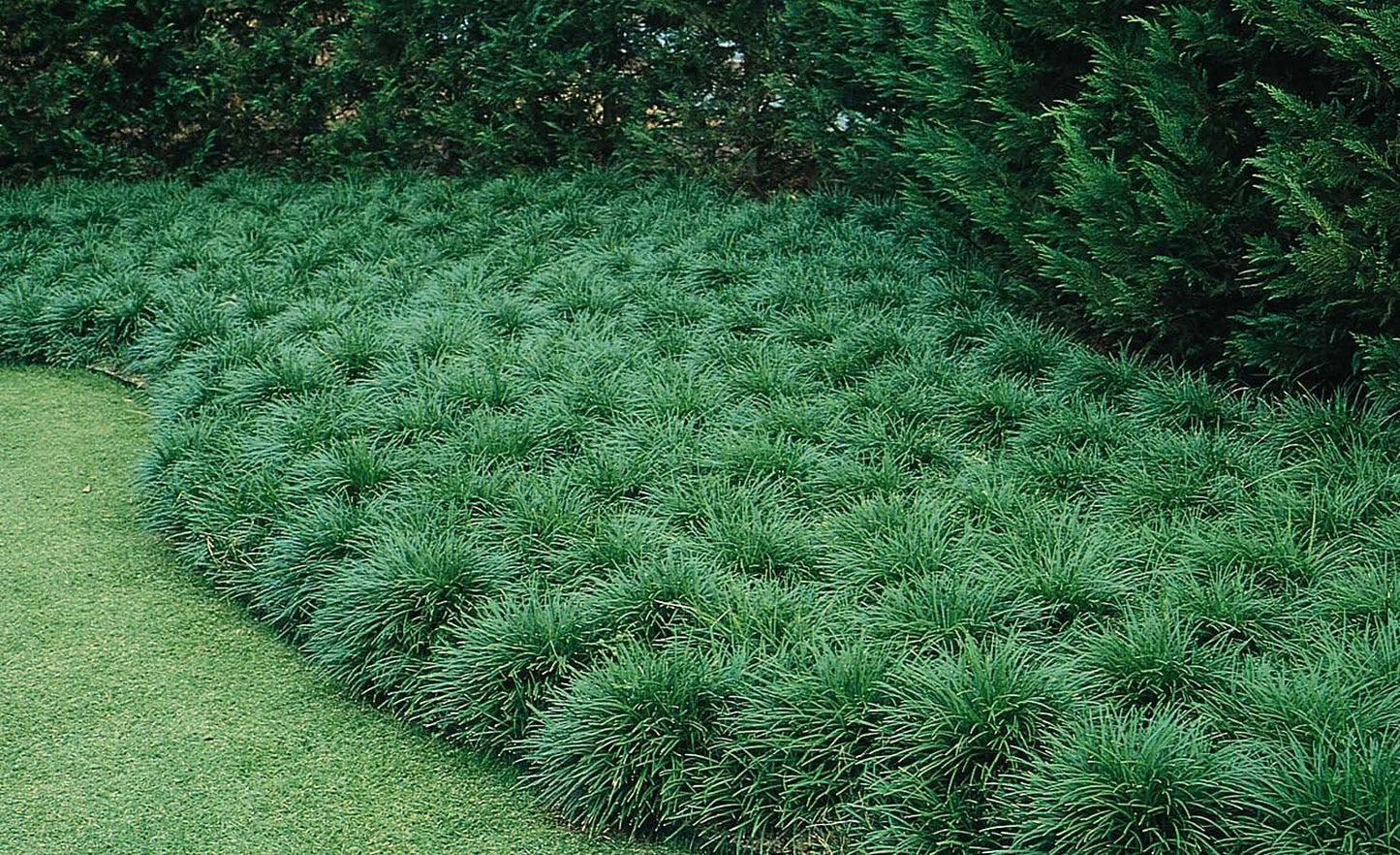 Mondo Grass - 30 Live Plants - Ophiopogon Japonicus - Live Evergreen Groundcover Plants - Shade Loving