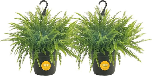 Costa Farms Ferns (2 Pack), Live Premium Boston Fern Plants in Hanging Basket Planters, Houseplants Potted in Soil Potting Mix, Outdoor Garden Gift, Beautiful Home Patio Décor, 16-Inches Tall