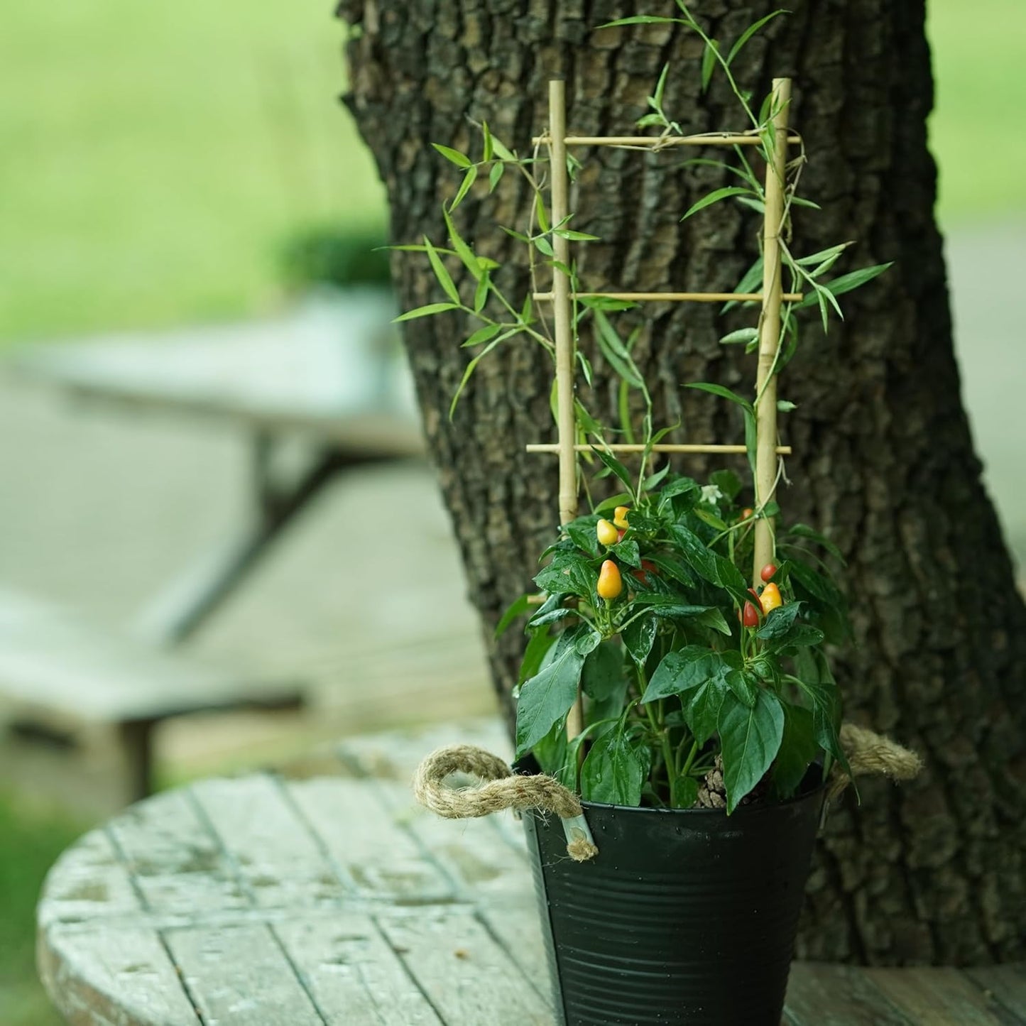 Natural Bamboo Trellis 16inch for Climbing Plants 6 Pack - Plant Ladder Trellis with Garden Ties, Outdoor Decorative Plant Support Stakes for Vines Flowers Vegetables (Ladder-Shape)