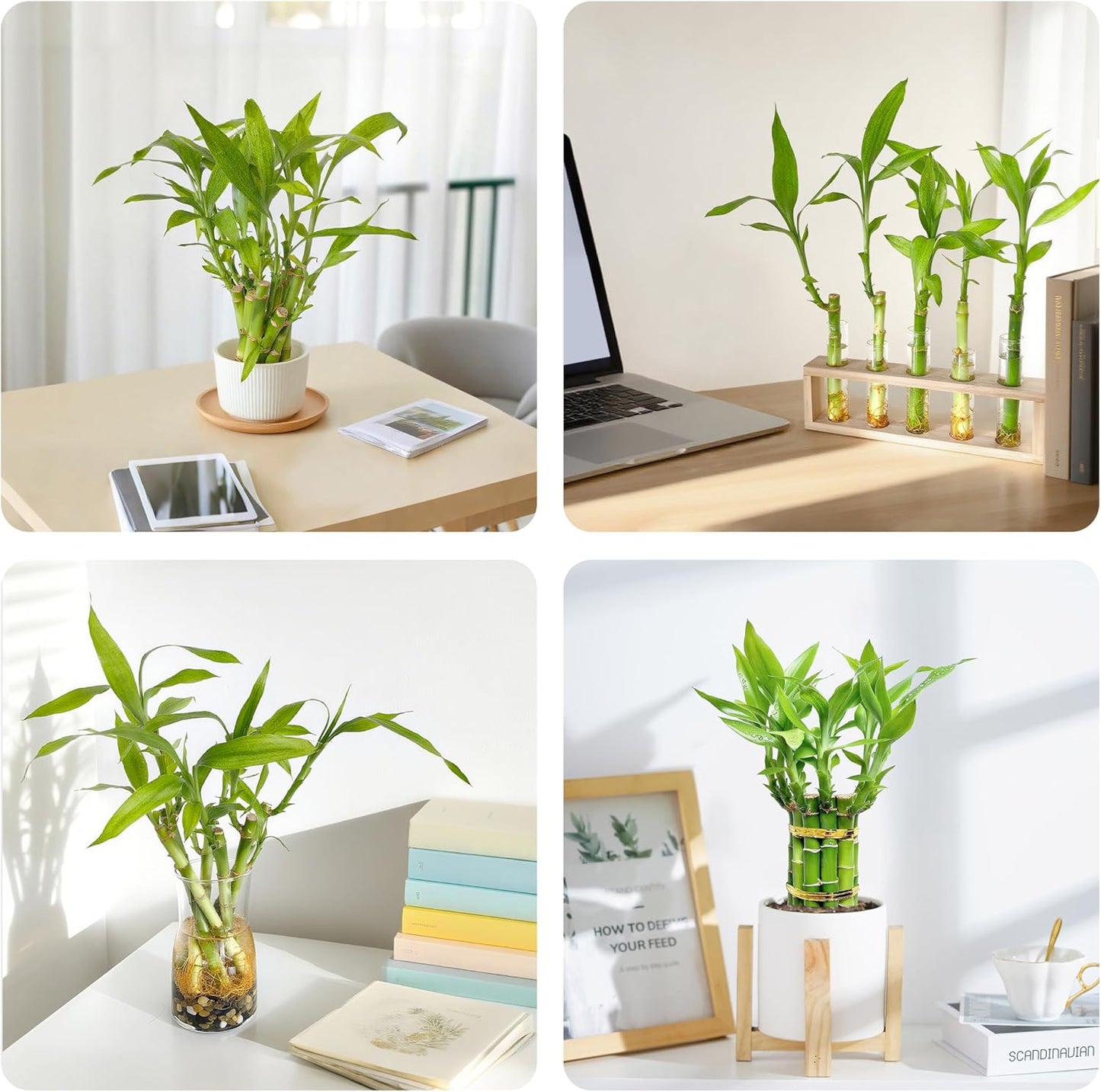 Lucky Bamboo Plants Live Indoor (10 Stalks, 8 Inch) - Fresh House Plants for Office Desk, Home Decor, for Positive Energy, Prosperity & Easy Care