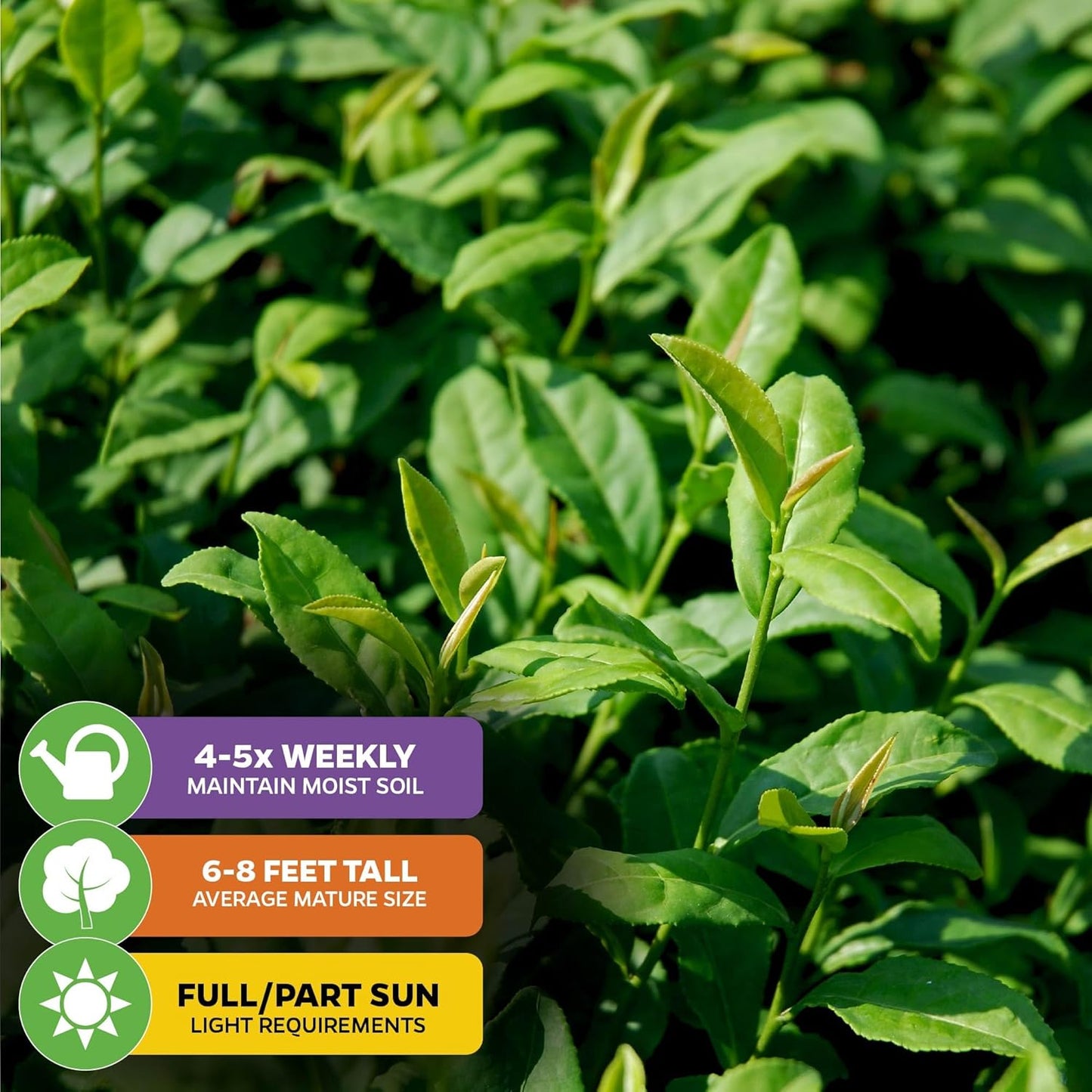 Tea Plant (Green Tea) Live Plant (2-Pack) - Camellia sinensis by Wellspring Gardens Starter Plant for Your Indoor or Outdoor Garden