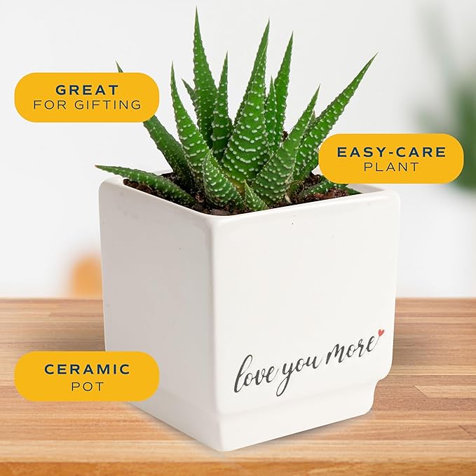 Costa Farms Mini Haworthia Succulent Fully Rooted Live Indoor Plant 6-Inches Tall, in Kokedama Ball| Valentines Day Gift | Valentines Day Decoration