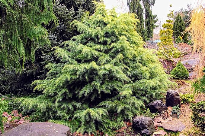 Premium Himalayan Cedar Potting Soil Mix - Perfect Balance of Nutrients, Drainage, and Aeration for Healthy Cedar Trees - 1 Quart