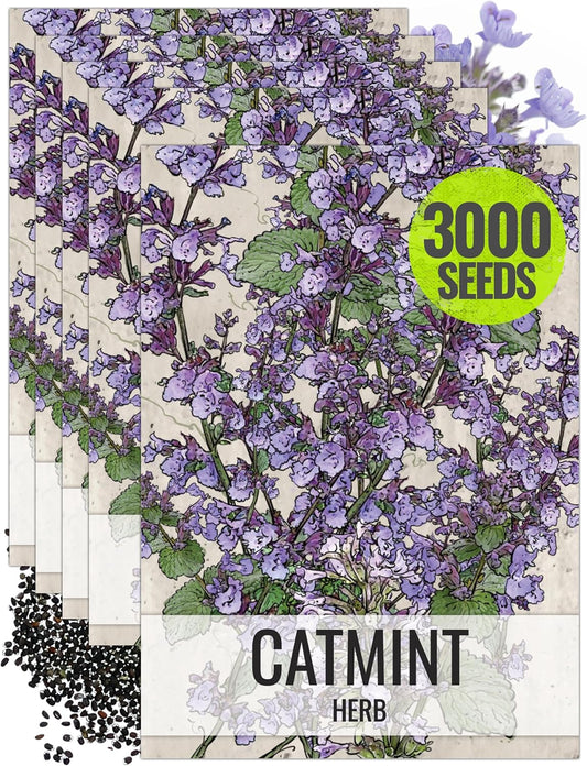 Seed Needs, Catmint Seeds for Cats - 600 Heirloom Seeds for Planting Nepeta mussinii - Perennial Flowering Medicinal Herb Non-GMO & Untreated (5 Packs)