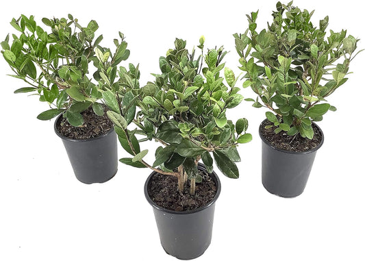 Pineapple Guava Plant - 3 Live 4 Inch Plants - Feijoa Sellowiana - Edible Flowers and Fruit