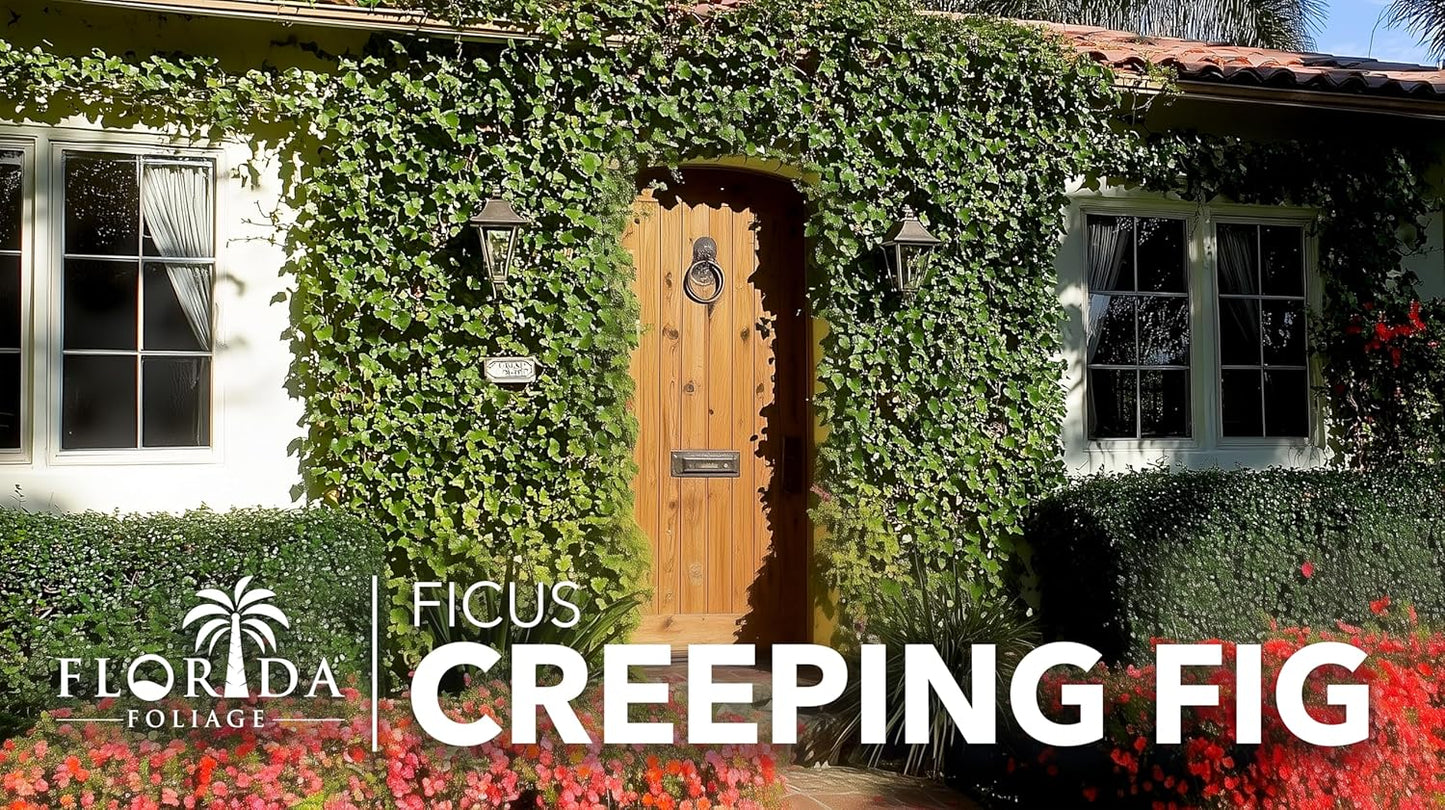 Creeping Fig Vine | 20 Live Plants | Ficus Pumila | Fast-Growing Ground Cover | Evergreen Climbing Vine for Walls & Trellises