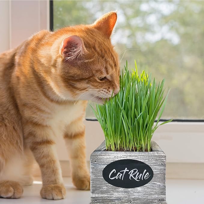 Cat Grass for Indoor Cats Kit – Organic Wheatgrass Seed & Soil, Hairball Remedy in Red Cedar Planter, Gift Box with Bonus Label, Pen & 10% Cat Treats Discount (White)