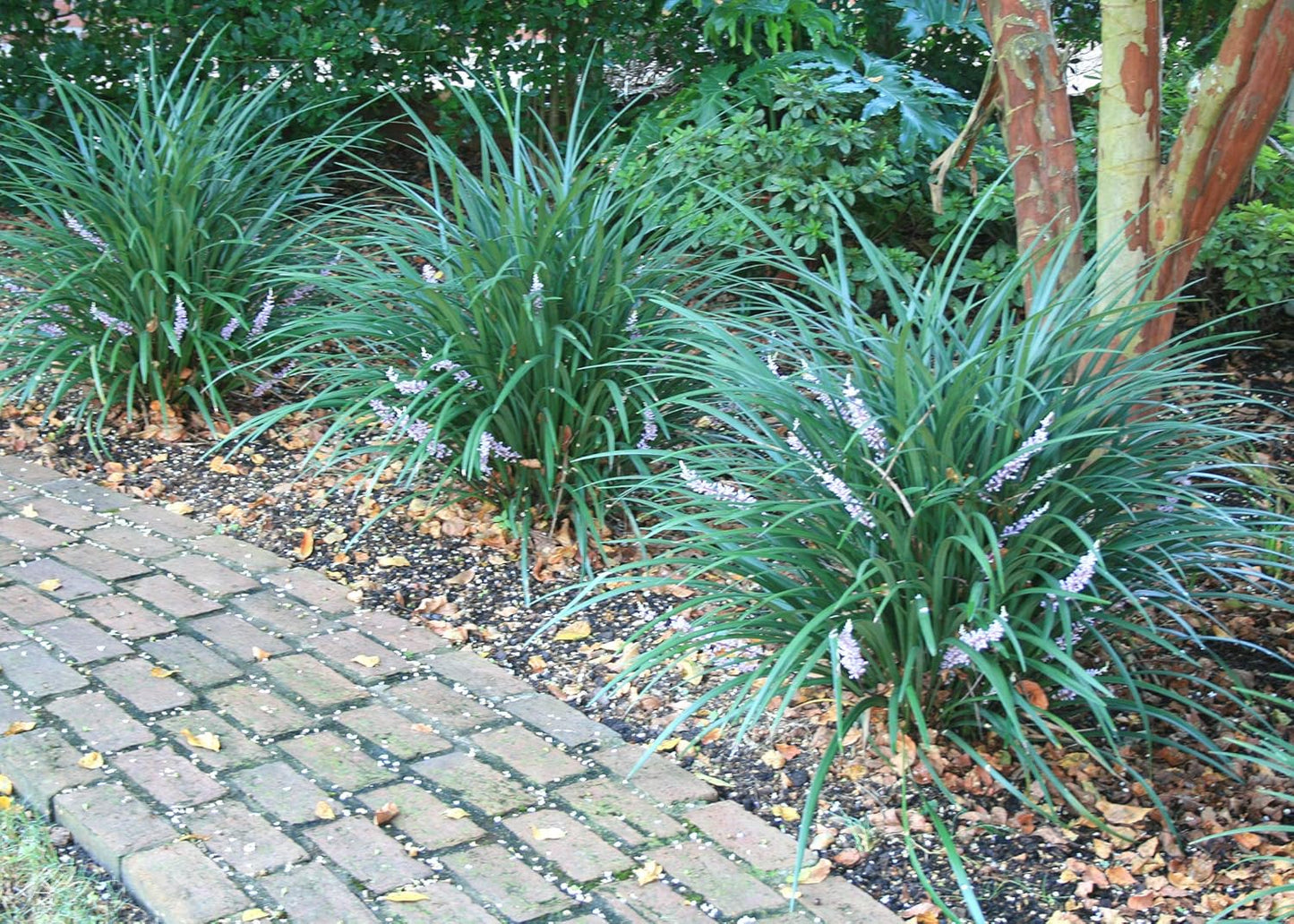 Evergreen Giant Liriope Muscari - 30 Live Plants - Drought Tolerant Low Maintenance Evergreen Groundcover Grass