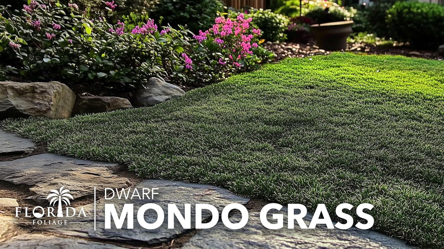 Dwarf Mondo Grass | 30 Live Plants | Ophiopogon Japonicus Nana | Lush Ground Cover | Shade Loving Low Maintenance Garden Solution | Ideal for Landscaping and Borders | Hardy and Evergreen