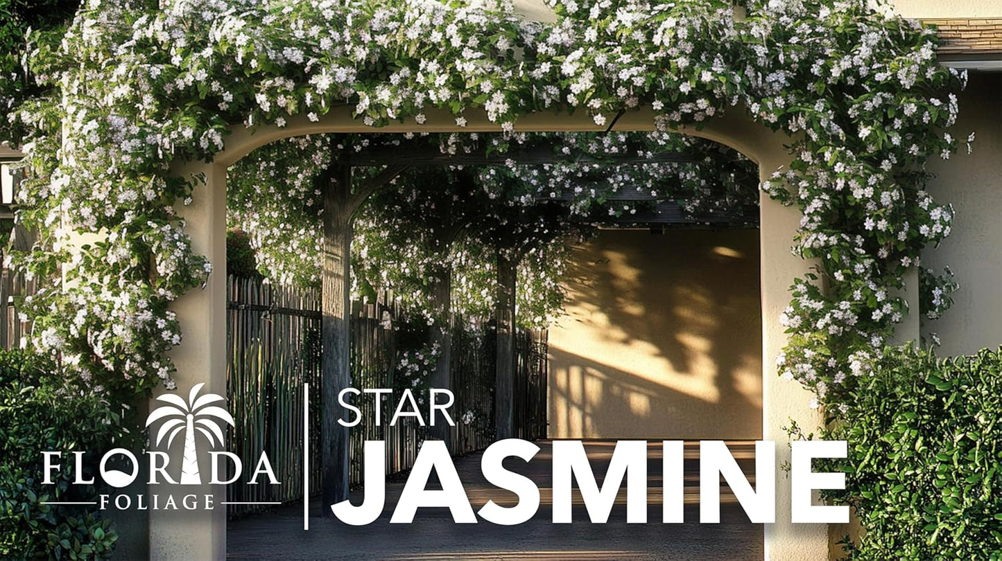 Star Jasmine | 3 Live Plants | Trachelospermum Jasminoides | Fragrant Blooming Evergreen Vine, Low Maintenance, Climbing, White Flowers, Attracts Pollinators, Drought Tolerant