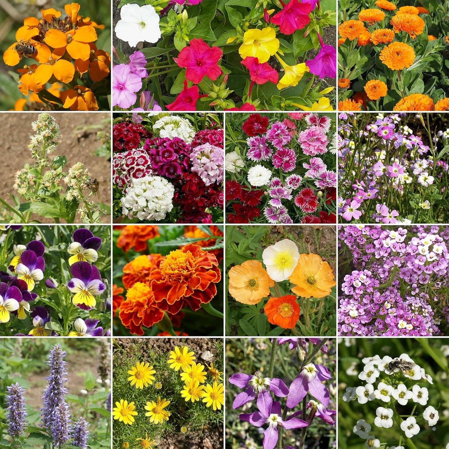 Ferry-Morse Fragrant Mix Bulk Flower Seeds, 1lb