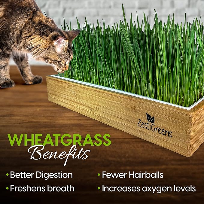 Self-Watering Cat Grass Kit. Hands Down The Easiest Way to Grow Cat Grass. Everything Included to Grow a Large Crop of Delicious Cat Grass.