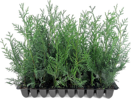 Leyland Cypress | 50 Live Plants | Cupressocyparis leylandii | Fast Growing Privacy Trees, Evergreen Landscape Plants, Drought Tolerant, Low Maintenance, Windbreak, Hardy