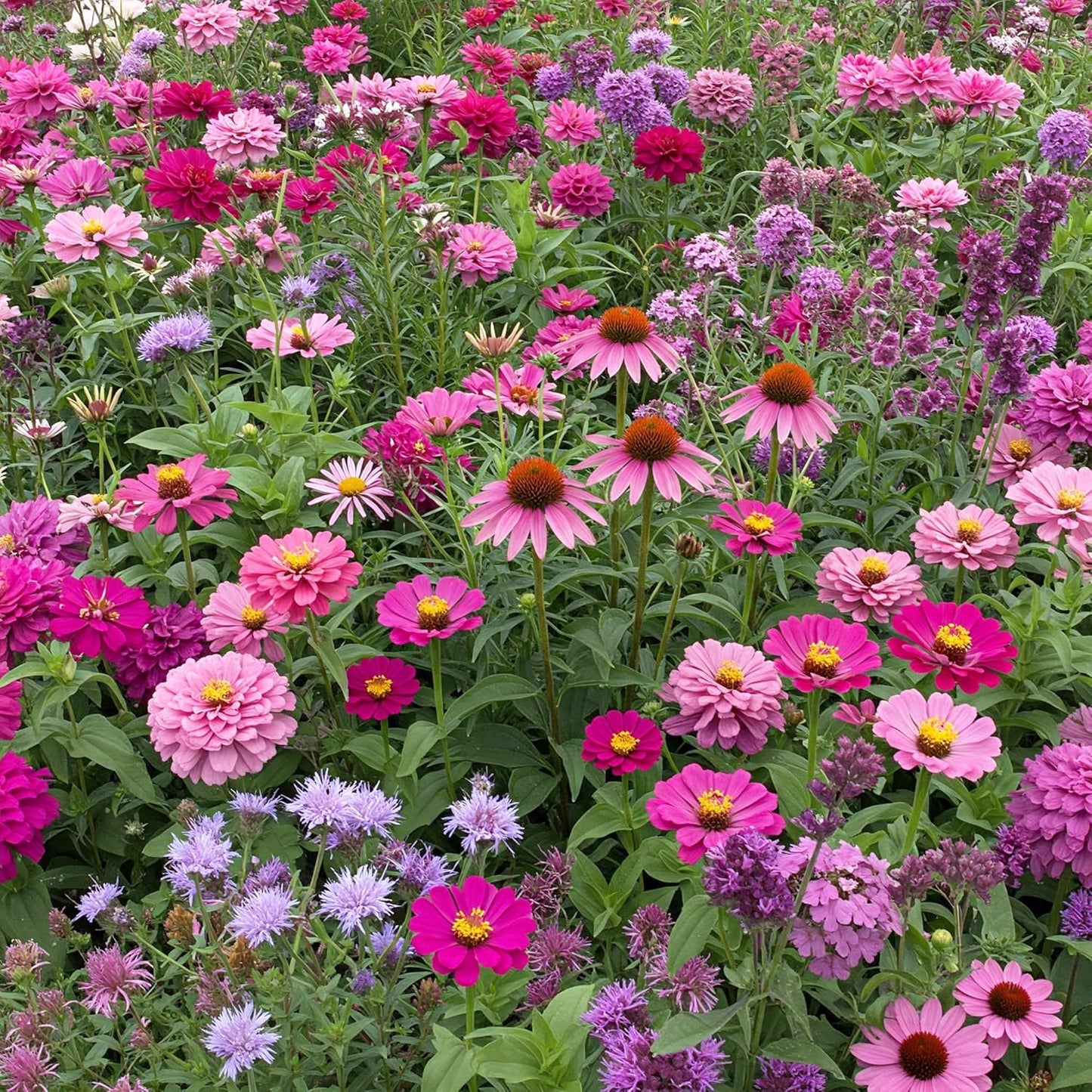 Ferry-Morse Pink and Purple Mix Bulk Flower Seeds, 1lb