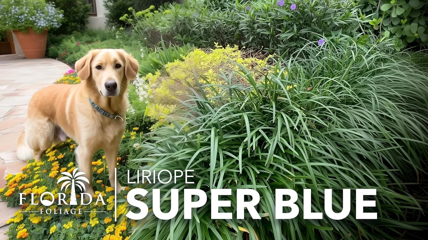Super Blue | 30 Live Plants | Liriope Muscari | Ground Cover Plant, Ornamental Grass, Drought Tolerant, Low Maintenance, Evergreen Foliage, Purple Flower Spikes, Shade Garden Favorite, Easy to Grow