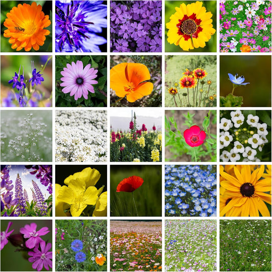All Annual Wildflower Mix Seed for Planting - 1 Lb ~16,000+ Seeds - 21 Varieties Including California Poppy, Indian Blanket, Scarlet Flax, & More - Attracts Pollinators - Bulk Wildflower Seeds
