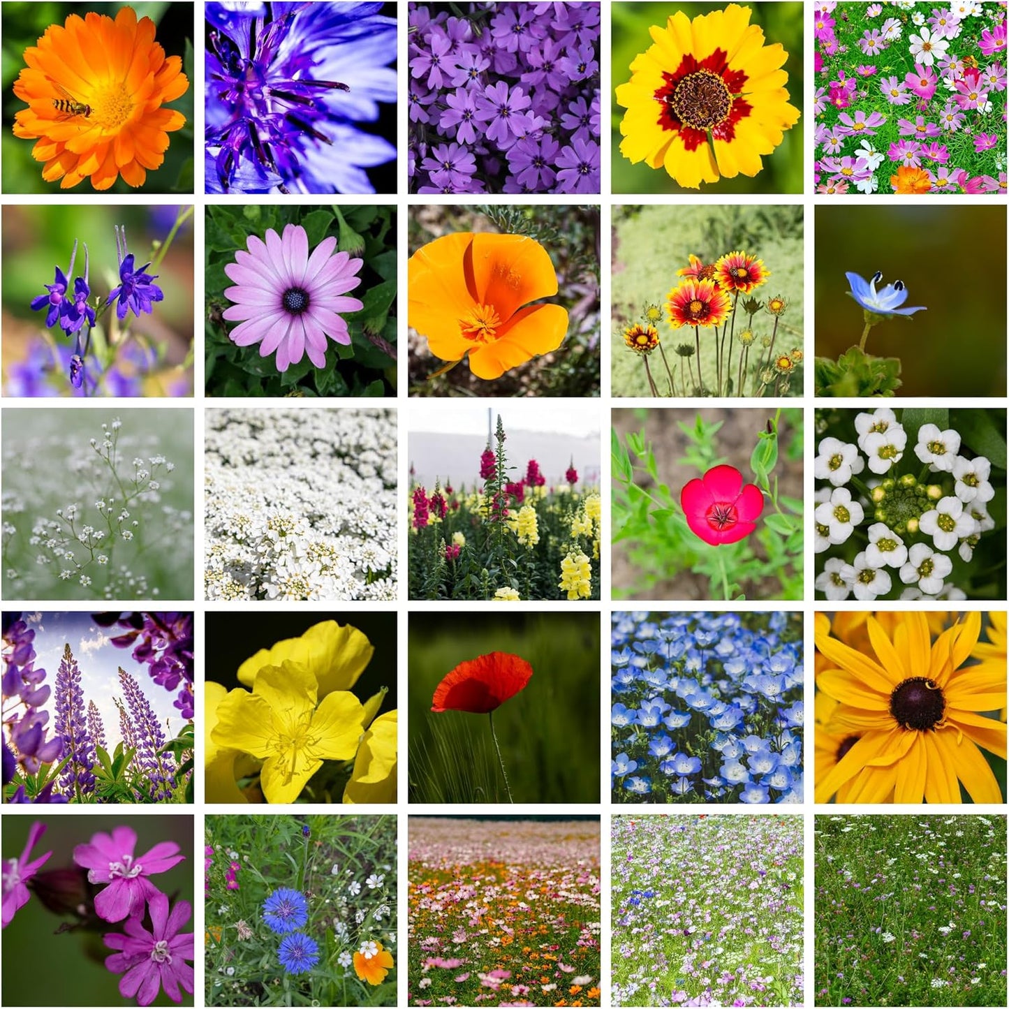 All Annual Wildflower Mix Seeds for Planting - 4 Oz ~4,000+ Seeds - 21 Varieties Including California, Indian Blanket, Scarlet Flax, & More - Attracts Pollinators - Bulk Wildflower Seed
