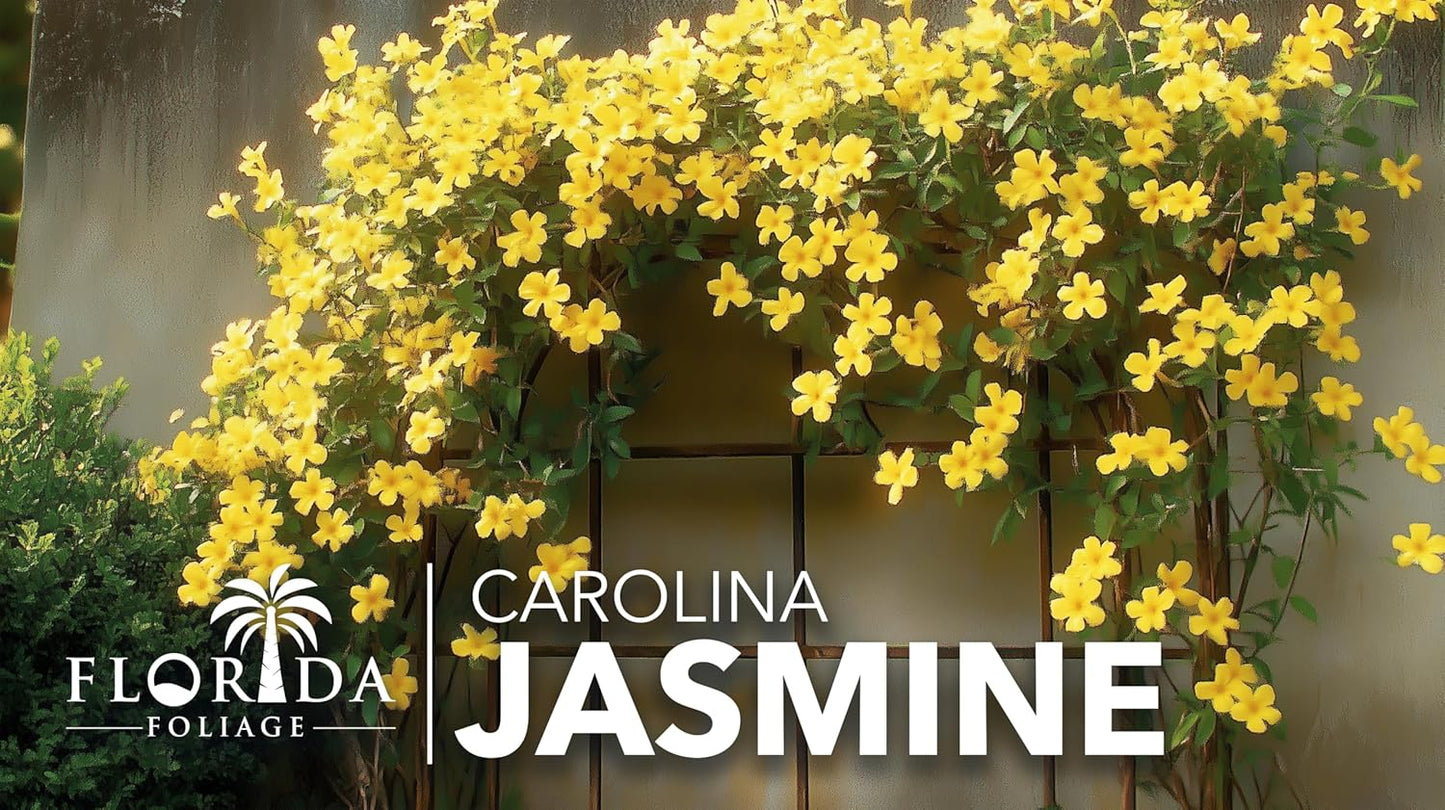 Carolina Jasmine | 10 Live Plants | Gelsemium sempervirens | Fast-Growing Flowering Vine for Trellises & Fences | Climbing Landscape Plants