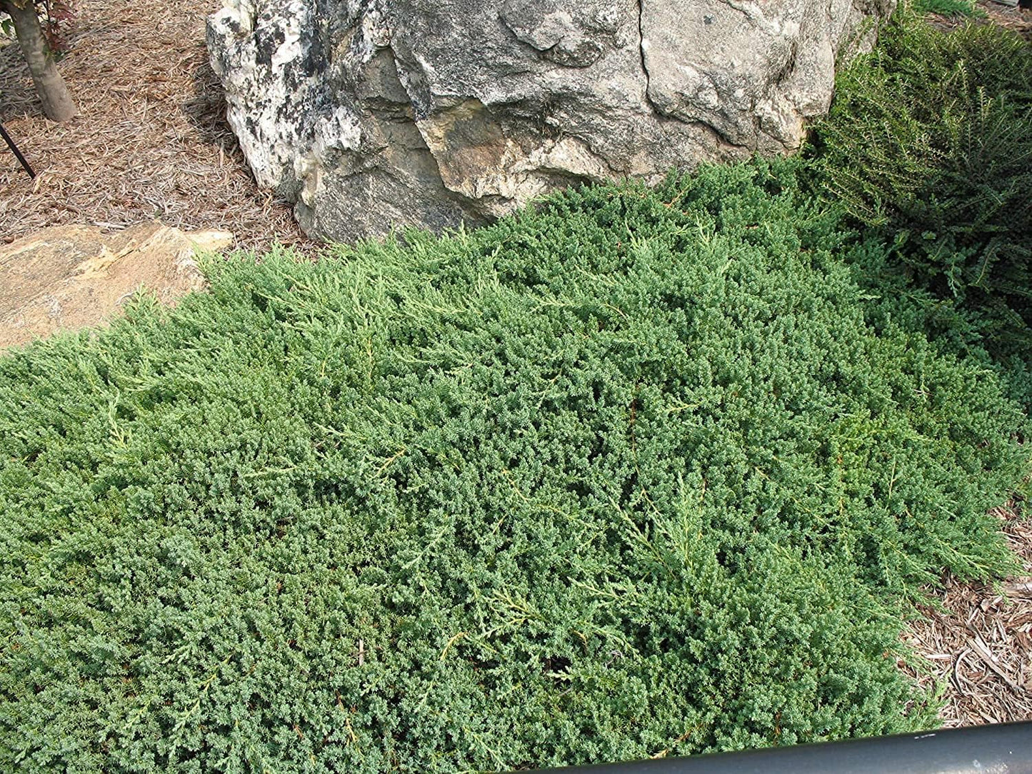Juniper Procumbens Nana - 40 Live Plants - Drought Tolerant Evergreen Groundcover - Great for Bonsai