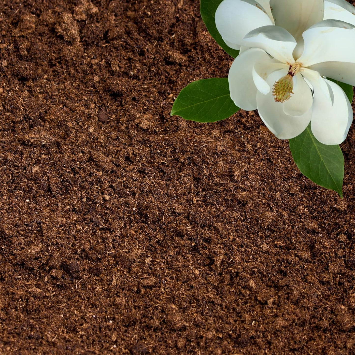 Peat Moss for Plants – Organic Sphagnum Peat Moss for Orchids, Terrariums, Seed Starting, Reptiles & Potting Soil Mix (20 quarts)